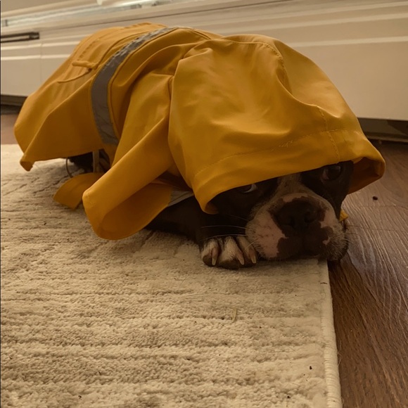 Yellow dog rain jacket - Picture 3 of 6